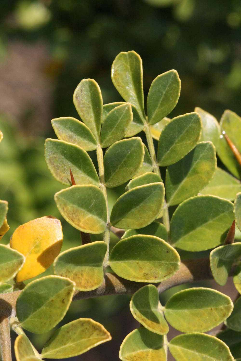            Sun leaves (Riverside, CA)   